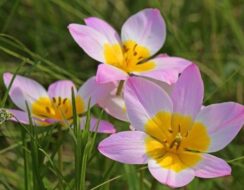 Tulip Bakeri Lilac Wonder