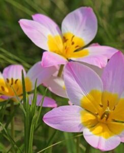 Tulip Bakeri Lilac Wonder