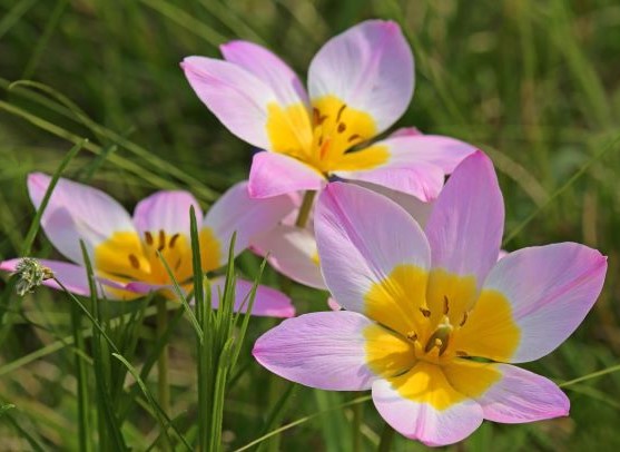 Tulip Bakeri Lilac Wonder