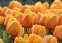 Tulip Blushing Apeldoorn