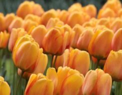 Tulip Blushing Apeldoorn