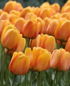 Tulip Blushing Apeldoorn