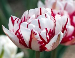 Tulip Carnaval de Nice