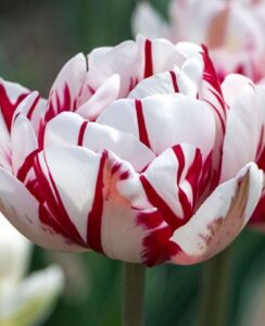 Tulip Carnaval de Nice
