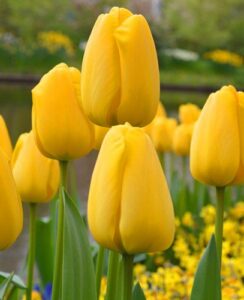 Tulip Golden Apeldoorn