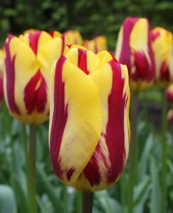 Tulip Helmar