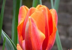 Tulip Hermitage