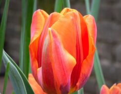 Tulip Hermitage