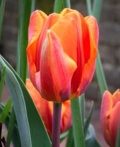 Tulip Hermitage