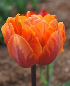 Tulip Orange Princess