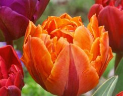 Tulip Orange Princess