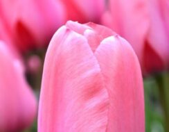 Tulip Pink Impression