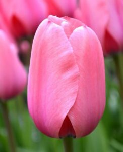 Tulip Pink Impression