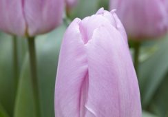 Tulip Candy Prince