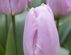 Tulip Candy Prince
