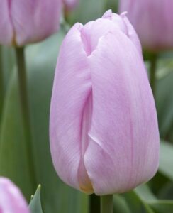 Tulip Candy Prince
