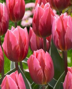 Tulip Pretty Princess