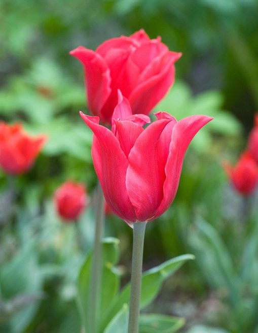 Tulip Pretty Woman