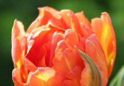 Tulip Monte Orange