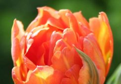 Tulip Monte Orange