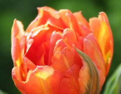 Tulip Monte Orange