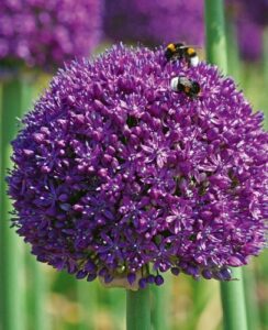 Allium Ambassador