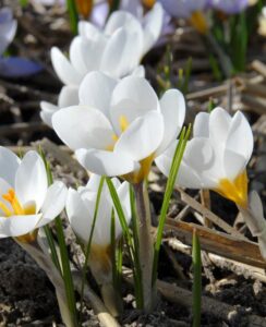 Crocus Ard Schenk