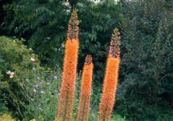 Eremurus Pinokkio