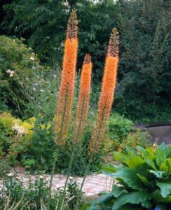 Eremurus Pinokkio