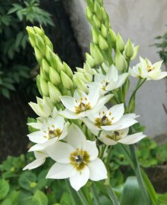 Ornithogalum Thyrsoides  ‘Milky Way’