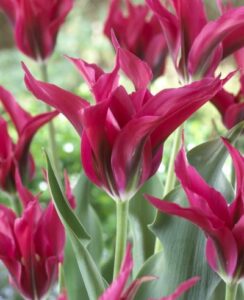 Tulip Doll’s Minuet