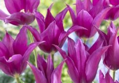 Tulip Purple Dream