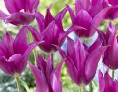 Tulip Purple Dream