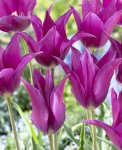 Tulip Purple Dream