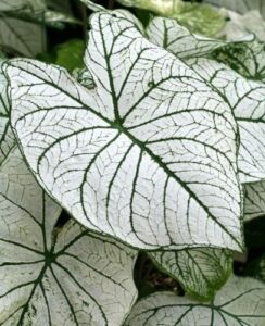 Caladium Candidum