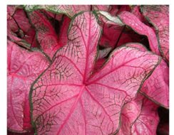 Caladium Fannie Munson