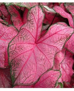 Caladium Fannie Munson