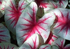 Caladium Fiesta