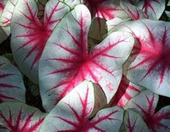 Caladium Fiesta