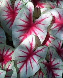 Caladium Fiesta