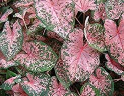 Caladium Pink Beauty