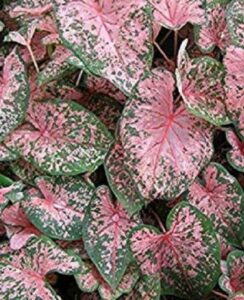 Caladium Pink Beauty