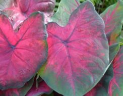 Caladium Postman Joyner