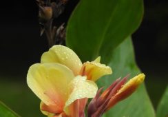 Canna Fiesta