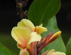 Canna Fiesta