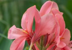 Canna Mrs Oklahoma