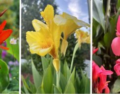 Canna ‘Mix’