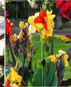 Canna ‘Mix’