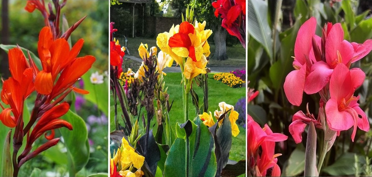 Canna Mix Red Futurity, Cleopatra, City of Portland