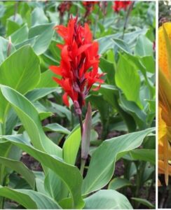 Canna ‘Mix’